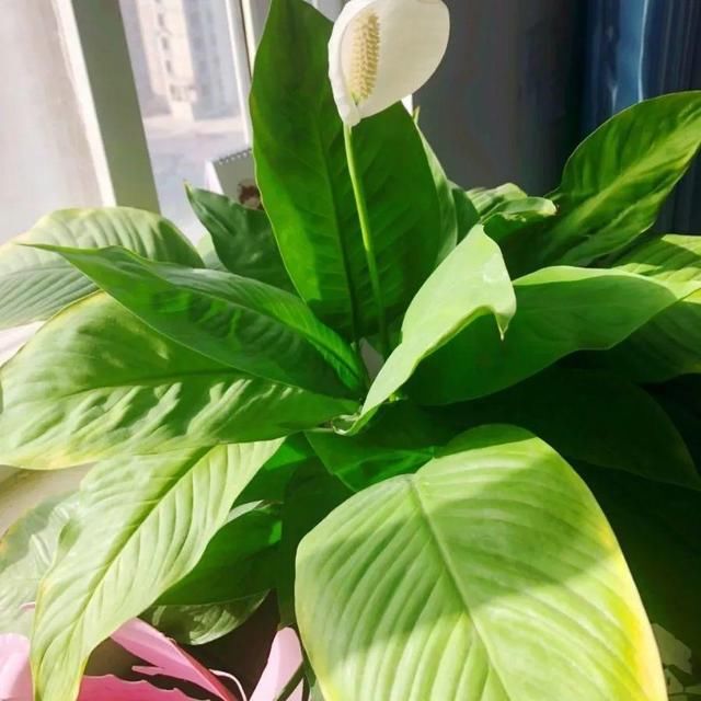  「图片作者」10种花，春天不能晒，躲屋里最安全！