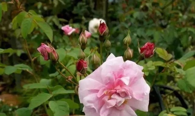 【养花】喜欢养花,不如养“玫瑰精品”影星,唯美如美人,华丽梦幻好养活