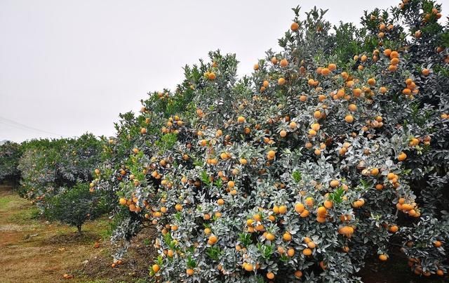  【收购价】砂糖橘市场波动大，收购价每斤从5元降到1元，果农心