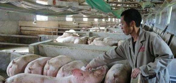  「谚语」说到心坎里的养猪谚语，莫要错过哟！