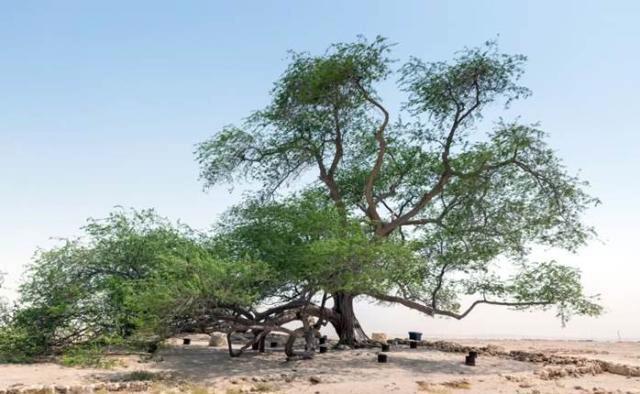 在沙漠中存活了500多年的大树,周围没有任何水源,怎么活下来的