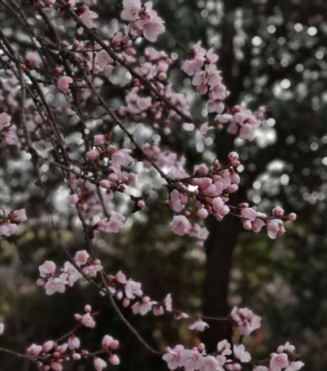  [画中游]春在枝头俏，人在画中游
