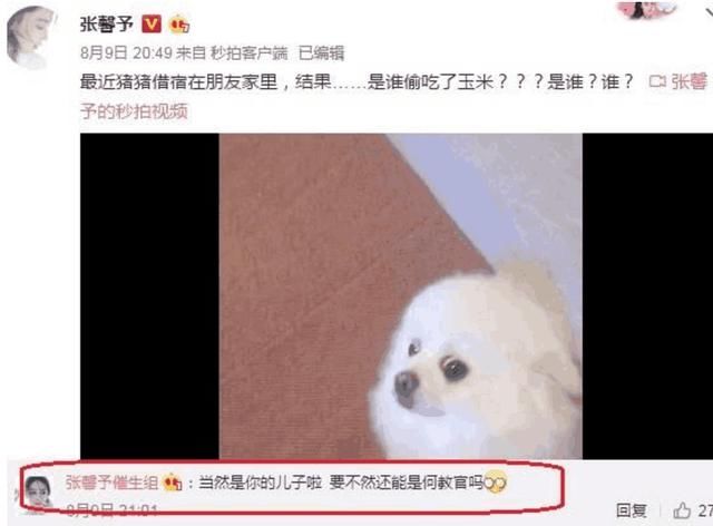 张馨予婚后微博大方秀恩爱！送走爱犬被曝已秘密怀孕？