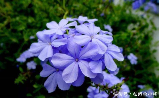  『名字』家里养盆花，不仅整个夏天有花看，还让你清凉一夏