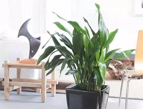  #室内#适合忙碌的人栽培的耐旱、耐阴植物，养室内没阳光的地方也没问题