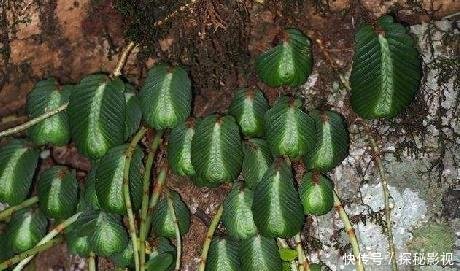 山上这种野生物，以前农民不重视，如今珍贵成稀罕，所含价值好高