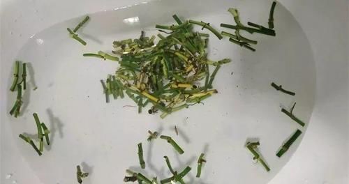  『干净的剪刀』家里有3种花还买啥，剪根枝条剁8段，沾土3天就发芽！