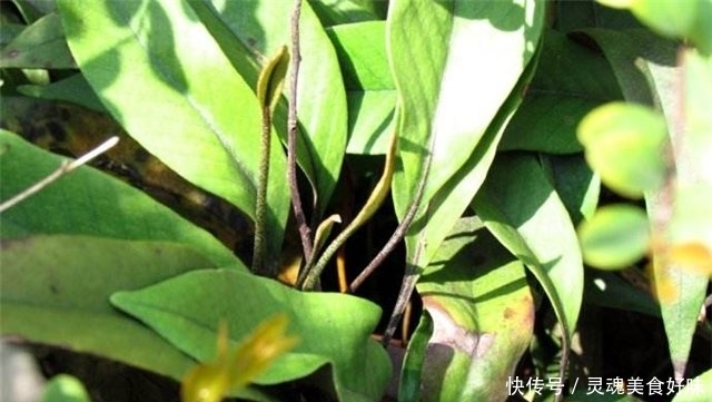  「常见」农村一种常见植物，喜欢长在石头上，现在成了稀罕物，