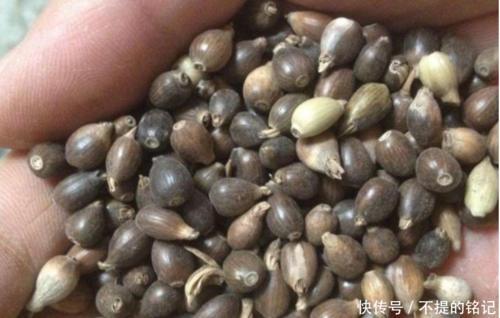 这种野草人称“来尿珠”，果子可以做工艺品，其根部可以拿来入药
