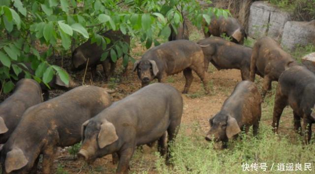 养猪会污染空气，专家建议禁止农民散养猪，老农民一句话怼回去
