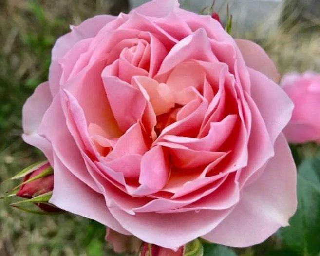  养花：家庭养花，最受欢迎的4种花，花朵硕大、花期长，一养就美爆！