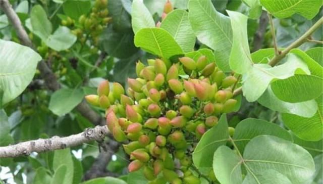  【种植】国内年均消耗10万吨，一斤50元，仍受喜爱，却很少有农