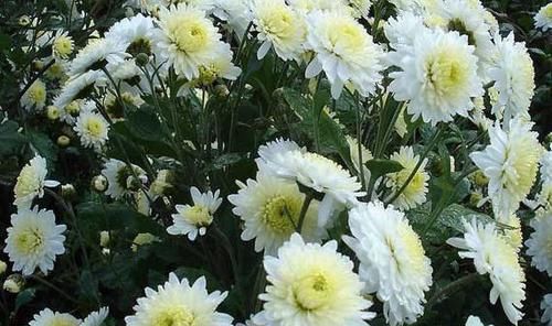  [妩媚]喜欢菊花，就养盆“菊中珍品”晓妆方罢，似紫玉蝴蝶，妩媚妖娆！
