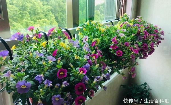 养好|阳台变花海,自然少不了这四个“开花狂魔”,养好了开花200天