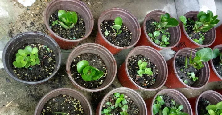  「花钱」这6种花就要穷养，不花钱不用管，个个肥得流油！