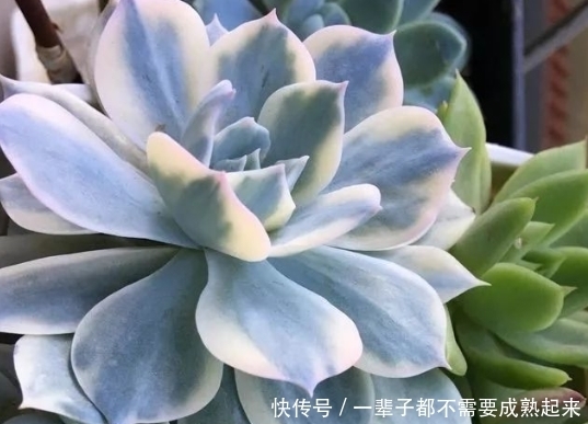  ＂refer＂:＂＂怎样种植多肉才是最饱满的？教你一招让你快速栽培！