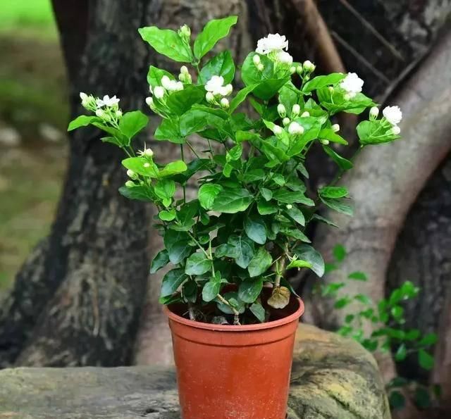  #阳光充足的环境#100种常见开花植物的养护要点与花期，快来看看有没有你喜欢的