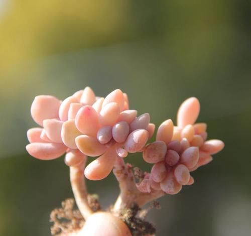  「植物」如何区分辨别，几种多肉植物中的“美人”，常见的有哪些