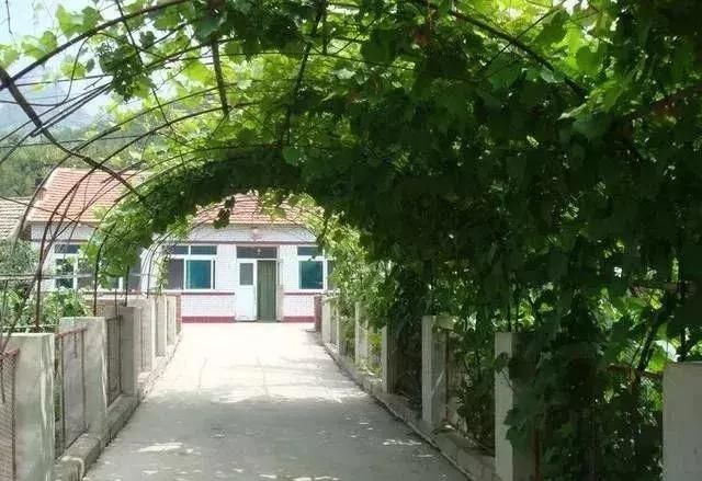 农村房前屋后种树禁忌多，农民：多种这8种树木，知道为什么？