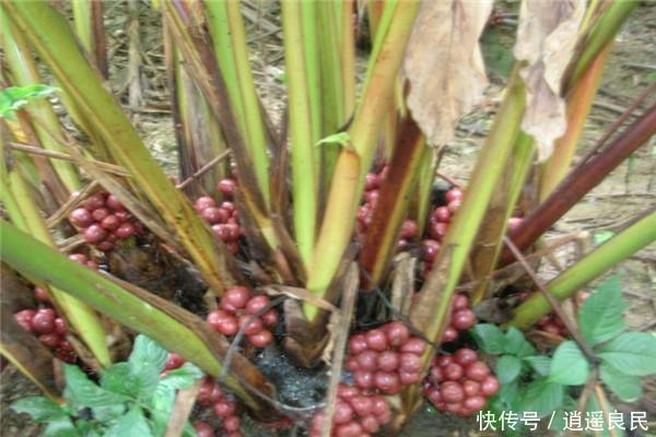  「种植前景」农村山里这种果实，是调料佳品，被誉为“五香之一