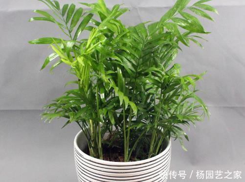  生机：招财又纳福的4种绿植，光听名字就喜庆，养1盆增添不少生机！