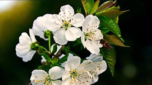 这里的樱花开放时，浓了春天，醉了游人！