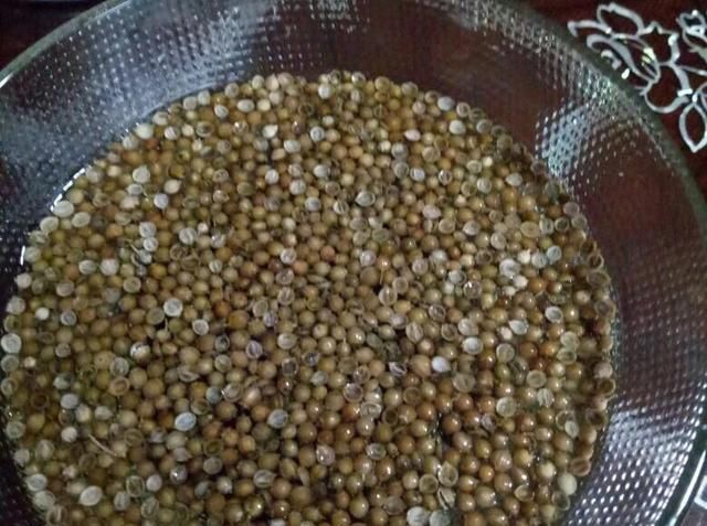  #苗出#香菜种子不发芽？告诉你一个小技巧，苗出的又多又好、蹭蹭长！