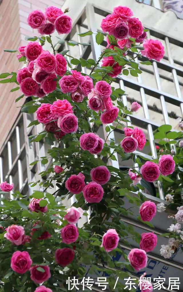 「只养」只养这1种花,就能打造绝美花园和阳台!月季品种和养护要点!