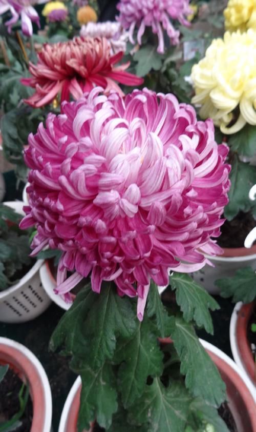 秀丽：喜欢玫瑰，不如养盆“珍品名菊”繁花似锦，高贵典雅，端庄秀丽！