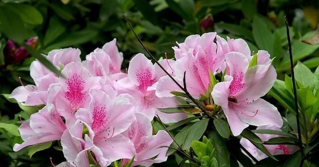  「艳丽」养护“杜鹃花”，做对这3个方法，枝叶繁茂花色艳丽讨人爱