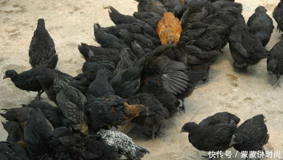  #黑豚#农村想要搞养殖业，没有太多钱投资，可以先选择这些东西