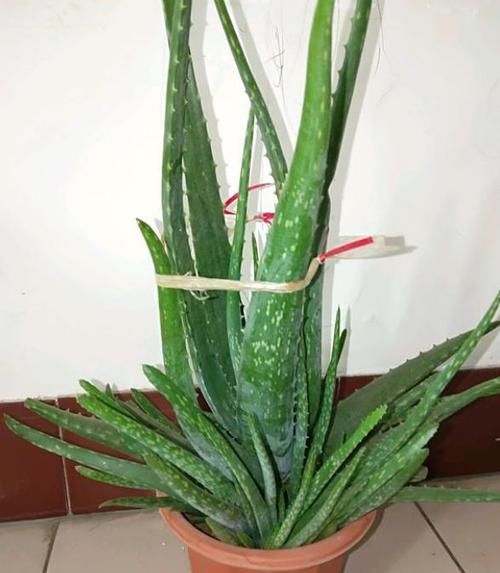  [解决]芦荟徒长太丑？用点“小手段”轻松解决，蹭蹭冒小芽，挤满盆