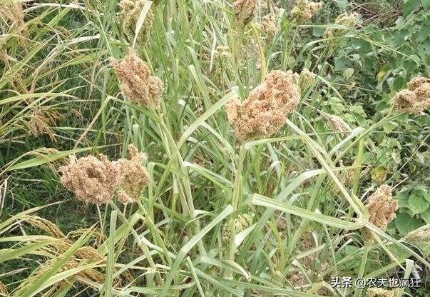  「传统」农村渐渐消失的3种传统农作物，种植的人越来越少了，你