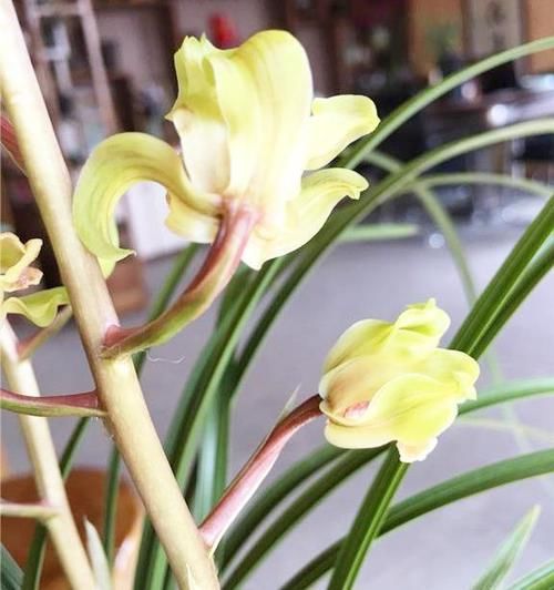  【花型】一种被低估的兰花，花型饱满，获奖无数，曾天价一苗，值得珍藏