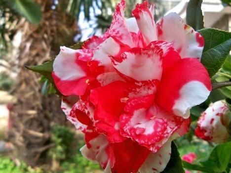  花芽@茶花“懒惰”不开花？咔嚓“来两刀”，花芽又上枝，花开红艳艳