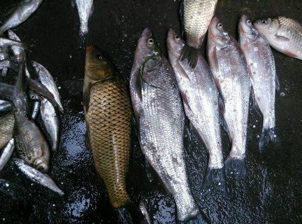  「翘嘴鱼」这种鱼到底是不是翘嘴呢，虽然长得挺像，但是这种鱼长不了一米
