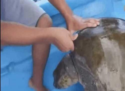 救援|男子海中钓鱼发现乌龟紧追其后,细看后男子果断决定对其救援