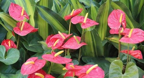 「花箭」红掌爱吃大骨头,给它喂一点,花箭蹭蹭窜,开花红艳艳!