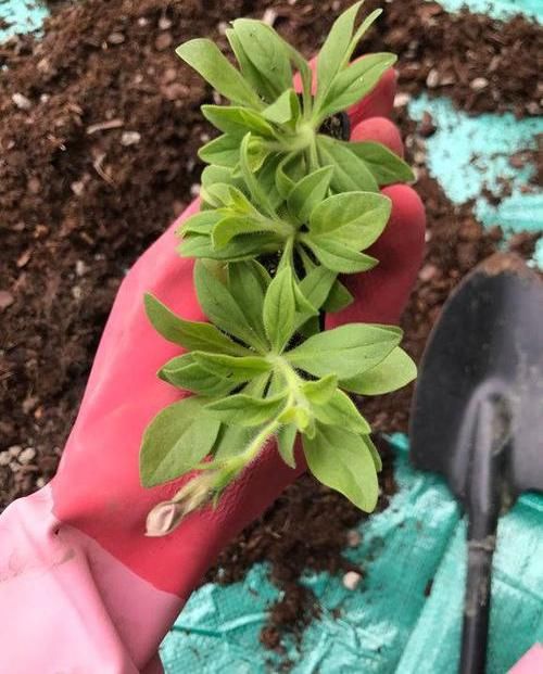  #种植#阳台种盆矮牵牛，易种植花色多，开成“花瀑布”，吊在空中非常美