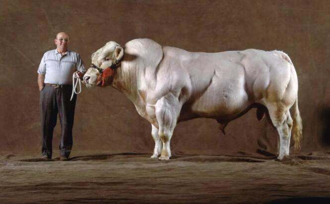 牛界第一健美冠军,浑身都是腱子肉,成欧洲顶级