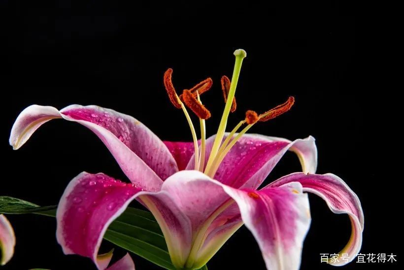  【传统】濒危物种｜百合是我国传统名花，您可见过开瓣豹子花？
