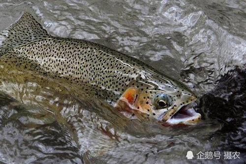 比长江刀鱼还珍贵，全国仅分布20公里，产地都卖到千元一斤