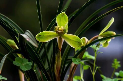  「慎重对待」春兰的花苞越多越好吗？为了来年春兰发新草和复花要慎重对待