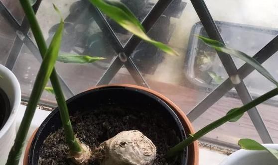 『花卉植物』在家盆栽花草植物总养不好?4个细节适当粗养,植株越长越旺盛