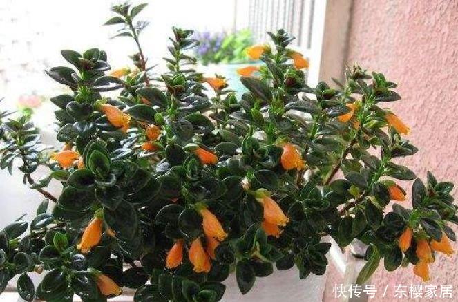 「富贵」几种旺运花,吉祥添富贵,迷人的花朵开满整个花盆,快养起来吧