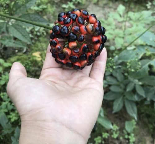  [竹节参]它的根茎像“人参”，开出暗紫色的花朵，人称“竹节参”，珍贵