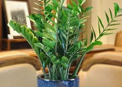  『家里』这4种花旺财又旺运，耐旱还好养，家里一定要养一盆！