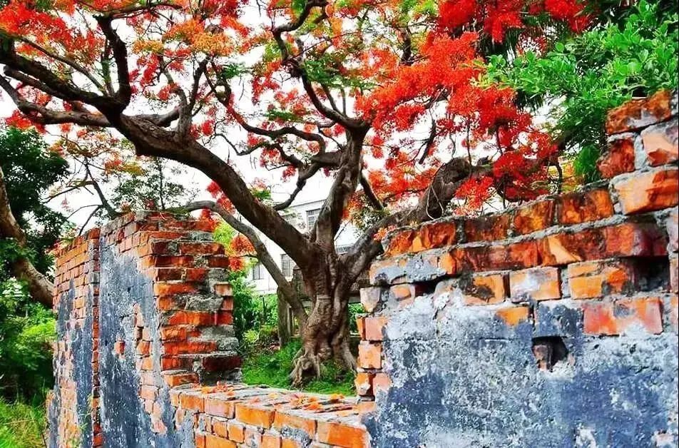  「棵树」一颗树，点亮整个庭院空间，美呆了~（附孤植清单）