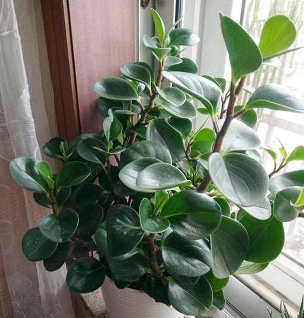 盆栽:盆栽养殖、扦插植物,想要其寿命长、长得旺?就喂点红糖水