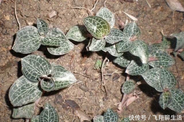  『潮湿』小溪边，有1种“金线莲”奇特，高度没有10厘米，却名贵、有价值